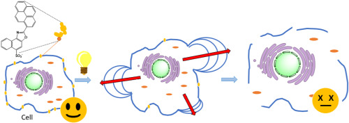 Scientists create new fluorophores that could help fight cancer